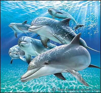 20070827001421-sunlit-dolphins.jpg