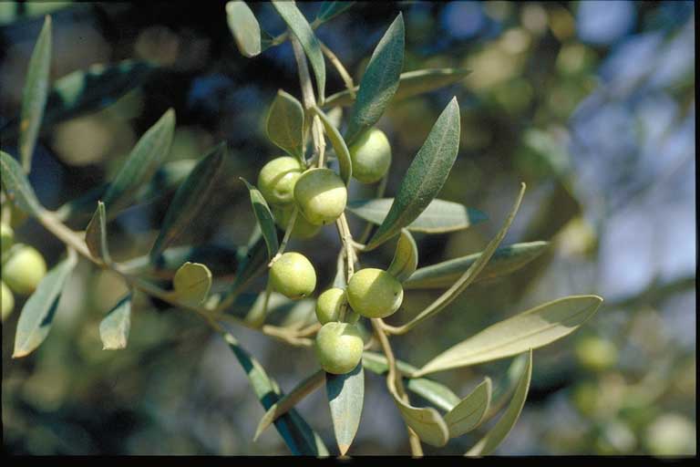 20071216214407-aceituna.jpg