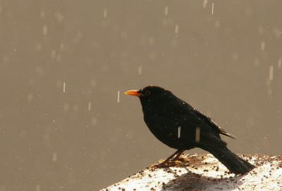 20080505155746-blackbird-k051206-web.jpg