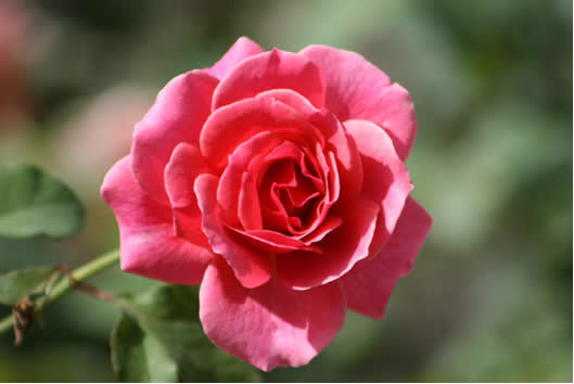 20080510131803-rosa.jpg
