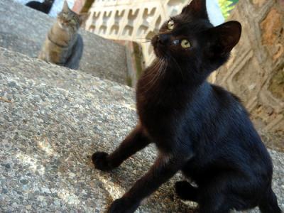 20080713133926-gatico-negro.jpg